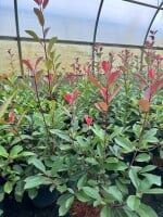 Photinia fraseri Red Robin 2L 30-  40