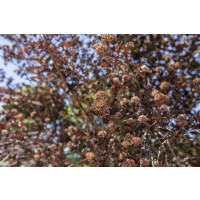 Physocarpus opulifolius All Black ® 40- 60 cm