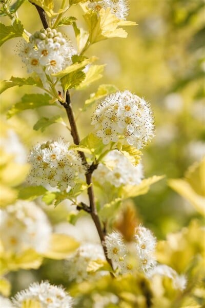 Physocarpus opulifolius Darts Gold 60- 100 cm