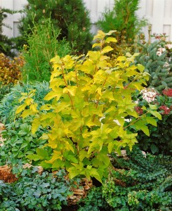 Physocarpus opulifolius Darts Gold 60- 100 cm