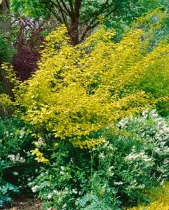 Physocarpus opulifolius Darts Gold 60- 100 cm