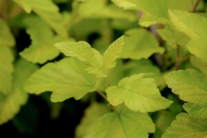 Physocarpus opulifolius Darts Gold 60- 100 cm