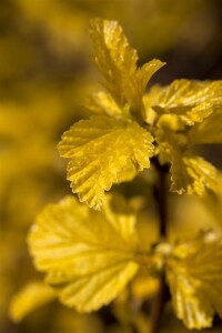 Physocarpus opulifolius Darts Gold 60- 100 cm