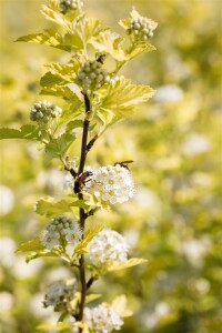 Physocarpus opulifolius Darts Gold 60- 100 cm