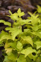 Physocarpus opulifolius Darts Gold 60- 100 cm