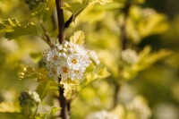 Physocarpus opulifolius Darts Gold 60- 100 cm