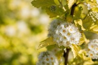 Physocarpus opulifolius Darts Gold 60- 100 cm