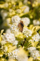 Physocarpus opulifolius Darts Gold 60- 100 cm