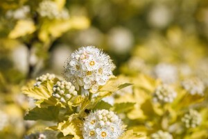 Physocarpus opulifolius Darts Gold 3L 40-  60