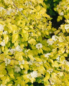 Physocarpus opulifolius Darts Gold 3L 40-  60