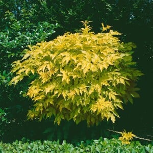 Physocarpus opulifolius Darts Gold 3L 40-  60