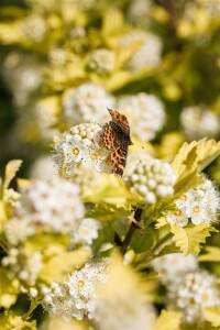 Physocarpus opulifolius Darts Gold 3L 40-  60