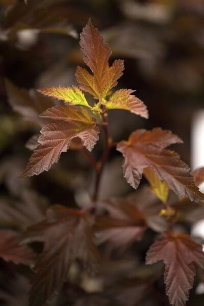 Physocarpus opulifolius Diable dOr  -R-40- 60 cm