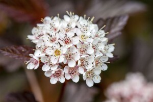 Physocarpus opulifolius Diable dOr  -R-40- 60 cm