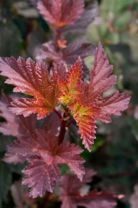 Physocarpus opulifolius Diable dOr  -R-40- 60 cm