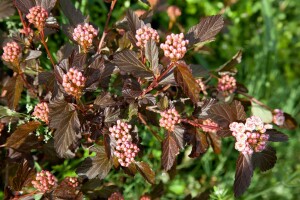 Physocarpus opulifolius Diable dOr  -R-40- 60 cm