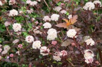 Physocarpus opulifolius Diable dOr  -R-40- 60 cm