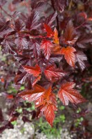 Physocarpus opulifolius Diable dOr  -R-40- 60 cm