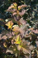 Physocarpus opulifolius Diable dOr  -R-40- 60 cm