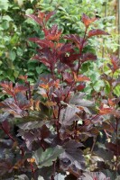 Physocarpus opulifolius Diable dOr  -R-40- 60 cm