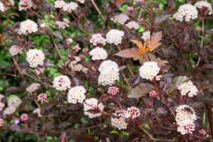 Physocarpus opulifolius Diable dOr  -R- C 7,5 100- 125