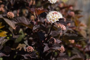 Physocarpus opulifolius Diabolo  -R- 3L 40-  60