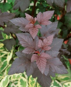 Physocarpus opulifolius Diabolo  -R- 3L 40-  60