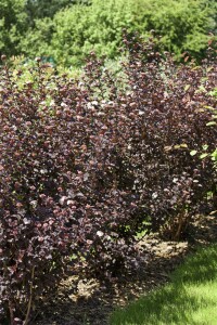 Physocarpus opulifolius Diabolo  -R- 3L 40-  60