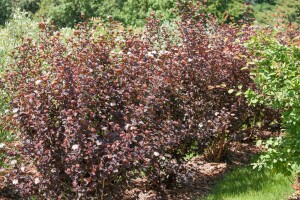 Physocarpus opulifolius Diabolo  -R- 3L 40-  60