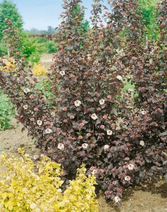 Physocarpus opulifolius Diabolo  -R- 3L 40-  60