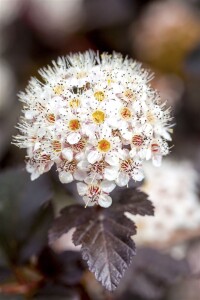 Physocarpus opulifolius Diabolo  -R- 3L 40-  60