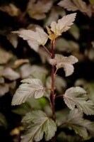 Physocarpus opulifolius Diabolo  -R- 3L 40-  60