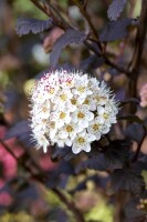 Physocarpus opulifolius Diabolo  -R- 3L 40-  60