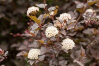 Physocarpus opulifolius Diabolo  -R- 3L 40-  60