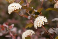 Physocarpus opulifolius Diabolo  -R- 3L 40-  60