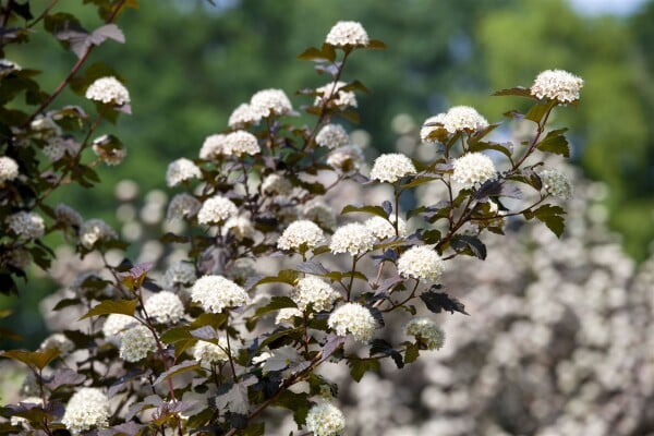 Physocarpus opulifolius Diabolo  -R- 60- 80 cm