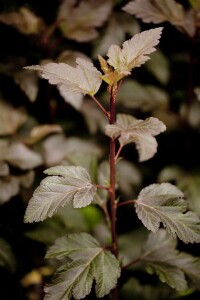 Physocarpus opulifolius Diabolo  -R- 60- 80 cm