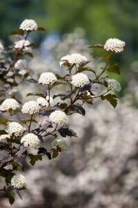 Physocarpus opulifolius Diabolo  -R- 60- 80 cm