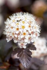 Physocarpus opulifolius Diabolo  -R- 60- 80 cm