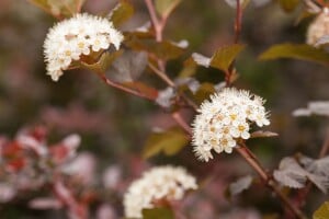 Physocarpus opulifolius Diabolo  -R- 60- 80 cm