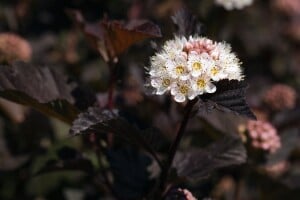 Physocarpus opulifolius Diabolo  -R- 60- 80 cm