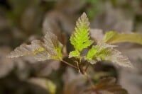 Physocarpus opulifolius Diabolo  -R- 60- 80 cm