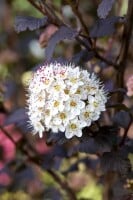 Physocarpus opulifolius Diabolo  -R- 60- 80 cm