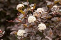 Physocarpus opulifolius Diabolo  -R- 60- 80 cm