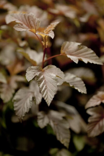 Physocarpus opulifolius Lady in Red  -R- 60- 80 cm