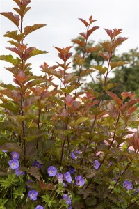 Physocarpus opulifolius Lady in Red  -R- 60- 80 cm