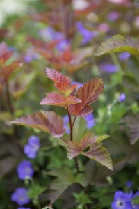 Physocarpus opulifolius Lady in Red  -R- 60- 80 cm