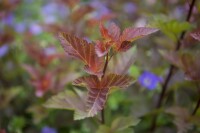 Physocarpus opulifolius Lady in Red  -R- 60- 80 cm