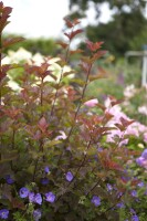 Physocarpus opulifolius Lady in Red  -R- 60- 80 cm