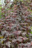 Physocarpus opulifolius Lady in Red  -R- 60- 80 cm